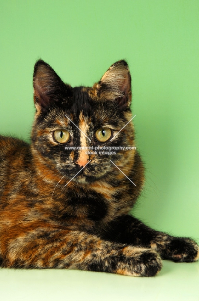 tortoiseshell shorthair (non pedigree) portrait