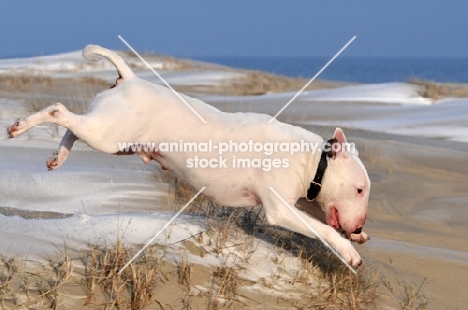 Bull Terrier on beach
