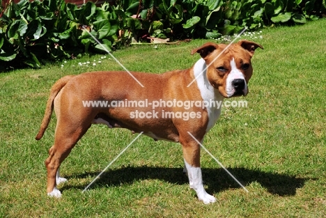 American Staffordshire Terrier on grass