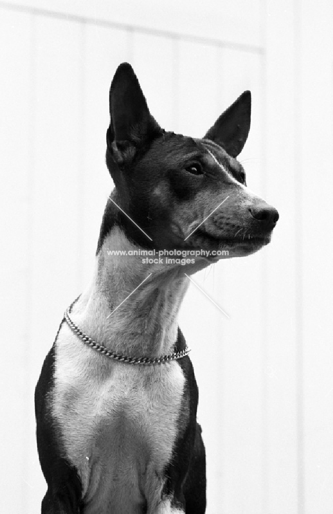 basenji from horsley kennel