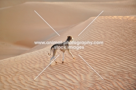 Arabian Saluki in Dubai Desert