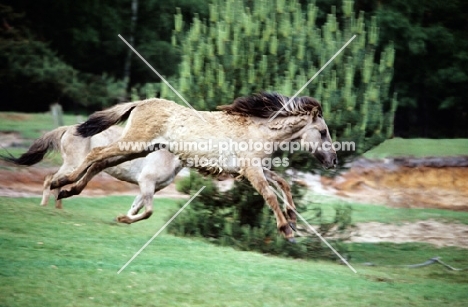 young dulmen pony flying along in merfelder bruch, germany