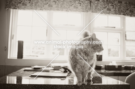 Laperm cat on kitchen counter