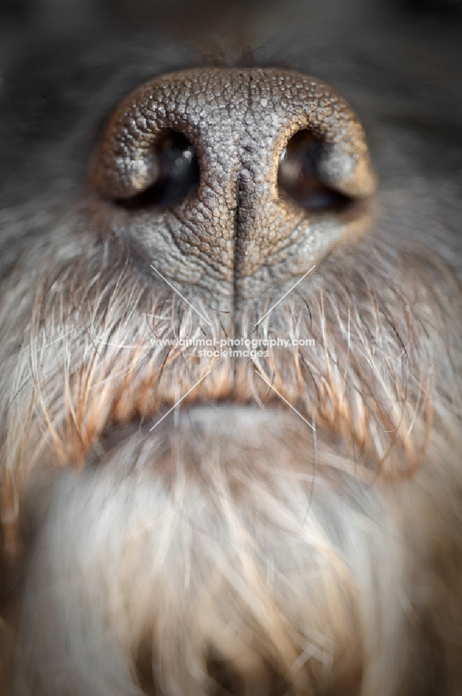 Cairn Terrier's Nose