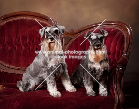 two miniature schnauzers sitting together on a couch