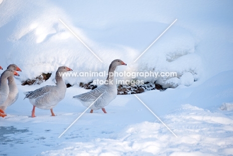 Steinbacher geese walking on snow