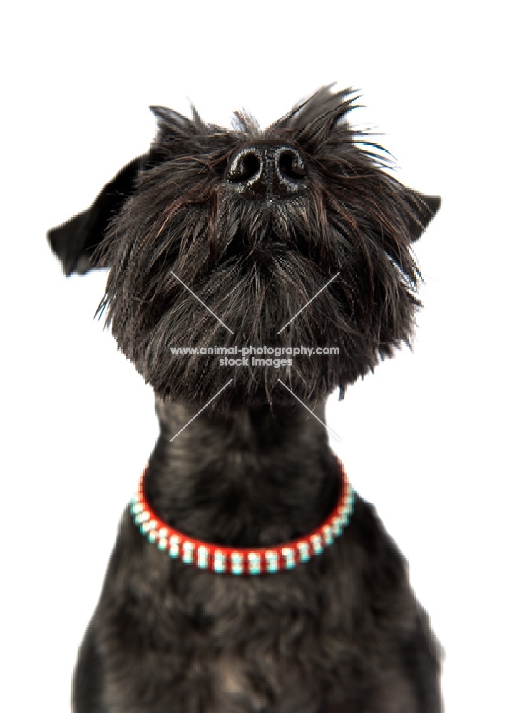 Schnauzer in studio, looking up