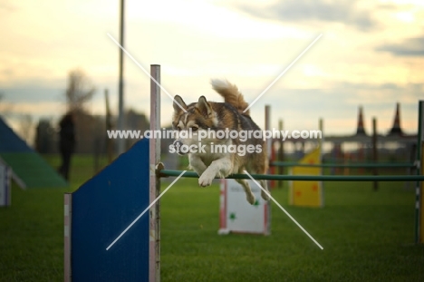 husky mix jumping over obstacle, all legs in air