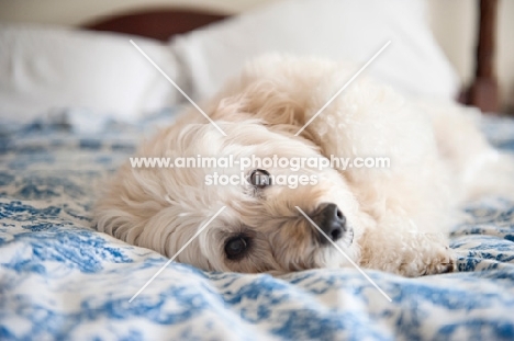 wheaten terrier mix lying on side