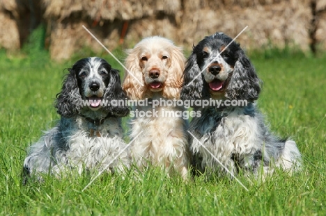 three English Cocker Spaniels