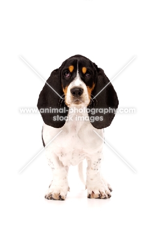 Basset Hound cross Spaniel puppy isolated on a white background