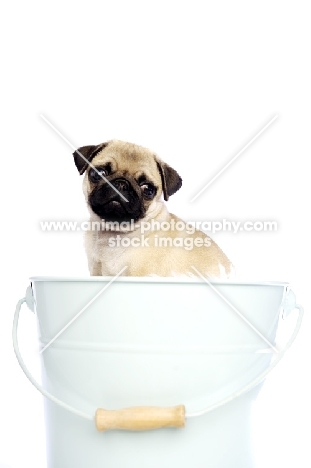 Pug puppy in bucket