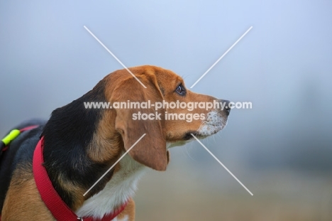 profile shot of a beagle