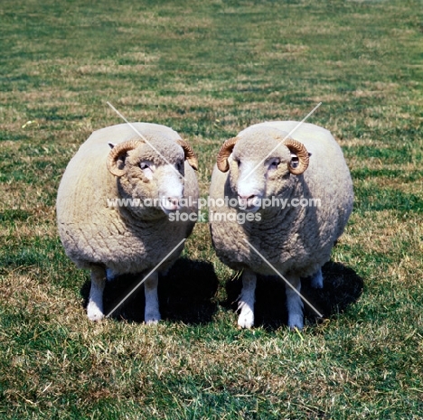 two dorset horn ewes