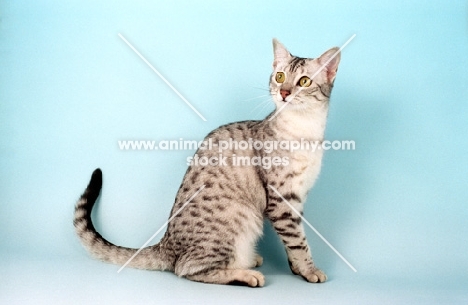 Egyptian Mau sitting down