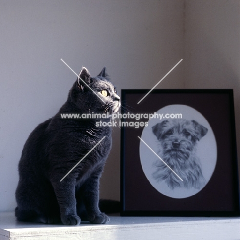 british blue cat with sunlight shining on face