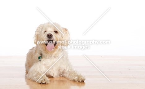 white mongrel dog lying down