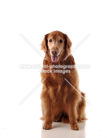 golden retriever front view