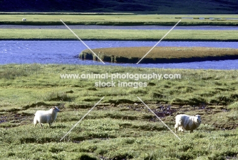 sheep in iceland with blue water