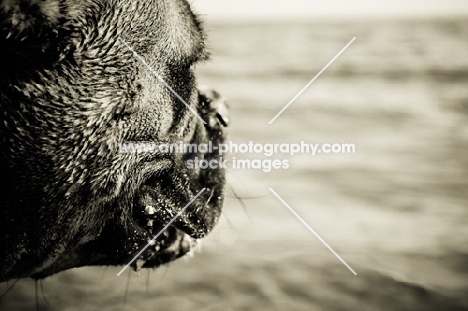 boxer looking out to sea