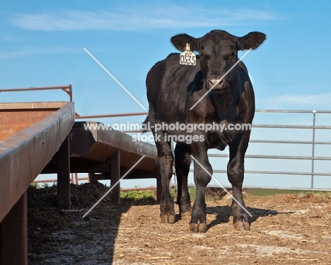 black Aberdeen Angus