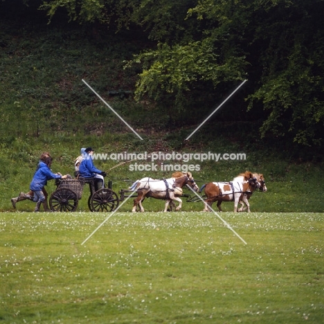 karen bassett's shetland pony team in driving competition