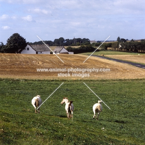 three knabstrups cantering off, rear view, 