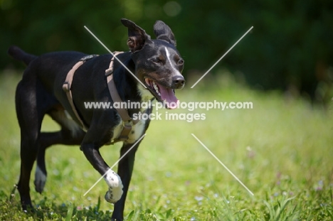 happy black and white mongrel dog walking in a field