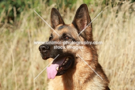 German Shepherd Dog (Alsatian) portrait