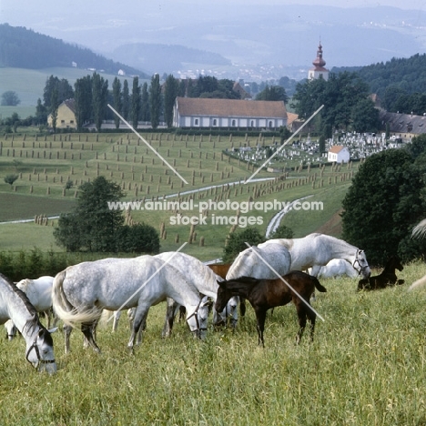 lipizzaner mares and foals at piber with famous church in background