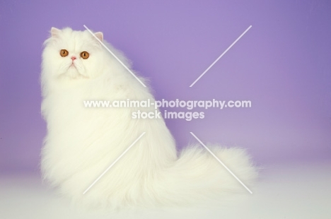 orange eyed white Persian on purple background