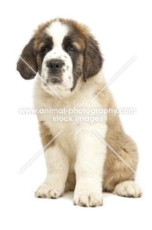 Saint Bernard puppy sitting on white background