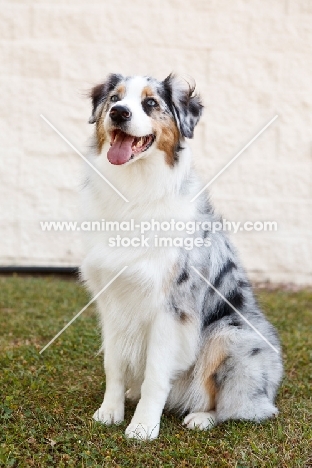 blue merle Australian Shepherd dog sitting down