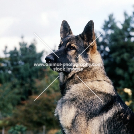 proud german shepherd dog