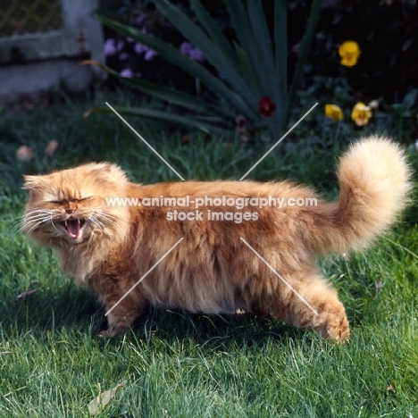 int ch edwin de rocawin, red tabby long hair cat walking away meowing