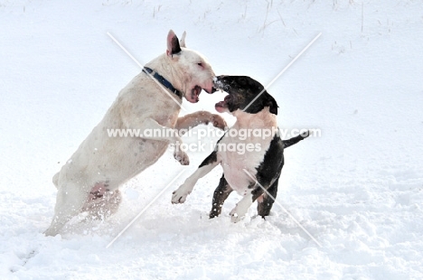 two Bull Terriers playing in the snow