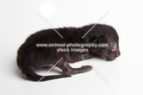 Peterbald kitten 1 day old