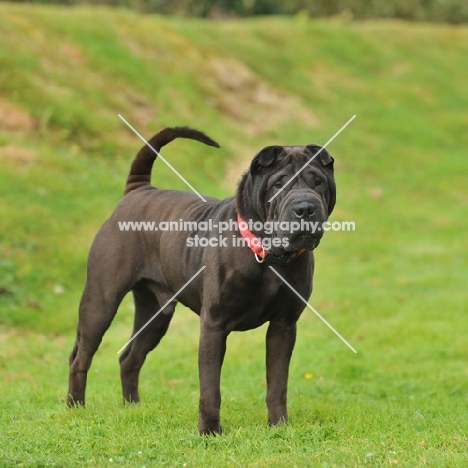 brush coat shar pei stood on grass