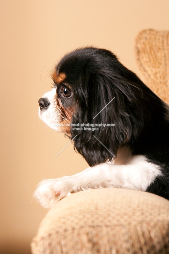 Side view of Cavalier King Charles spaniel lying on arm of sofa