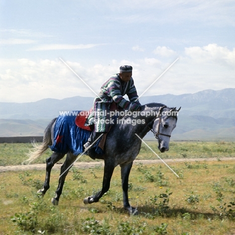 karabair horse and rider cantering