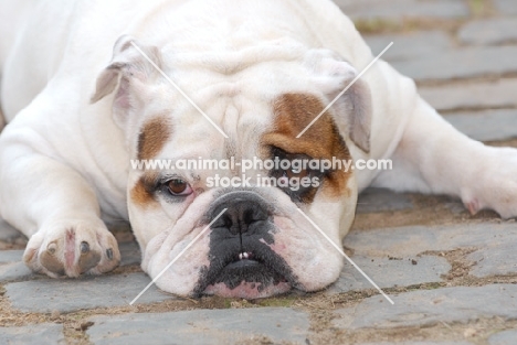 English Bulldog lying down