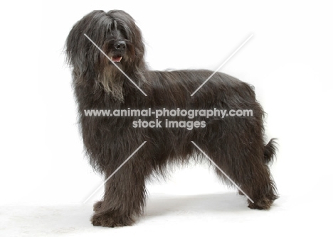 Australian Champion grey briard