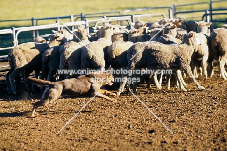 working kelpie champion in australia