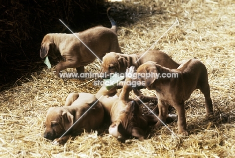 rhodesian ridgeback puppies from mirengo kennels