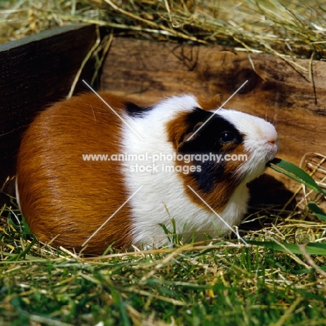 short-haired tortoiseshell and white guinea pig in a pen