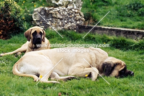 alvinia, mastiff and puppy lying on grass
