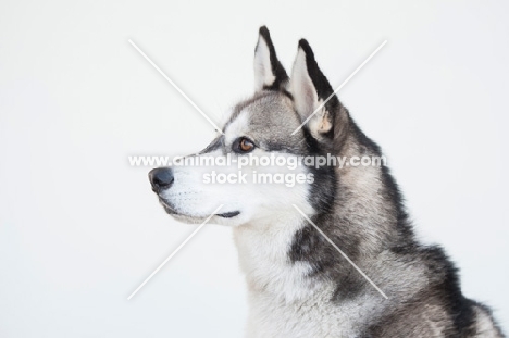 Siberian Husky on white background