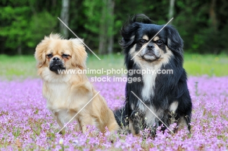 two Tibetan Spaniels