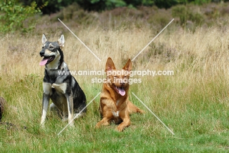 two American Indian Dogs lying in grass