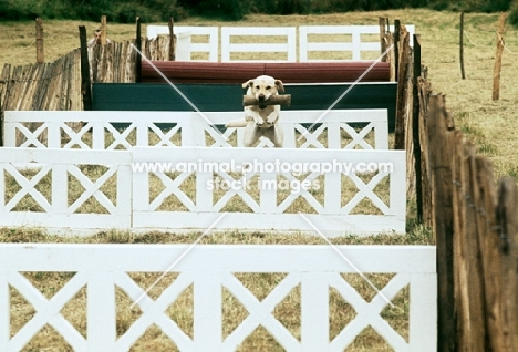 labrador retrieving dummy and racing over hurdles at hickstead dog fair